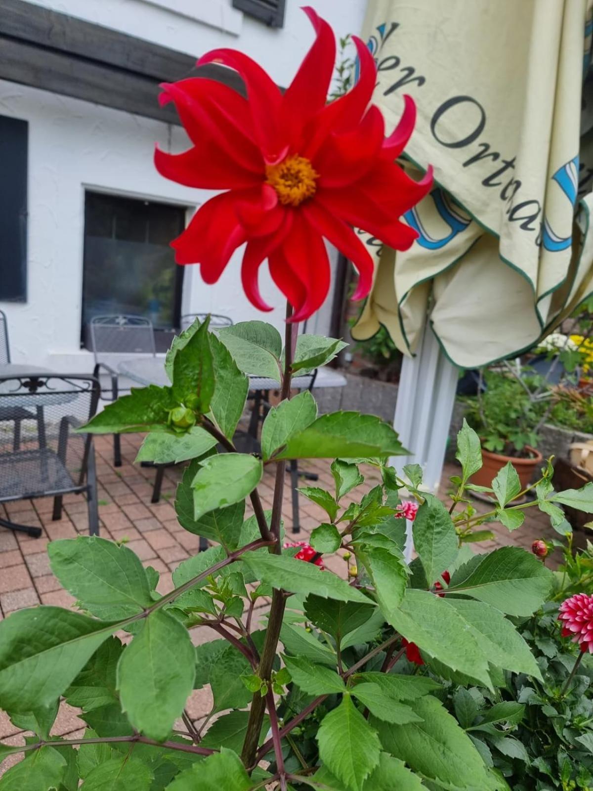& Bracki Gusti Hotel Baden-Baden